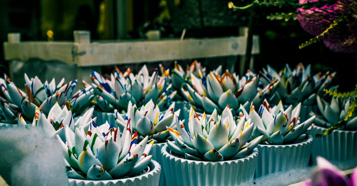 découvrez notre service de fleuriste, offrant des arrangements floraux uniques pour toutes les occasions. commandez en ligne des bouquets frais et personnalisés, livrés directement chez vous pour égayer vos moments spéciaux.